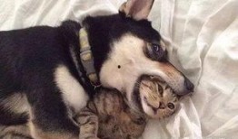 主播扎狗爆料视频,视频内容深度解析